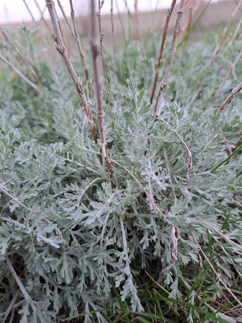 Artemisia ferganensis photo 5