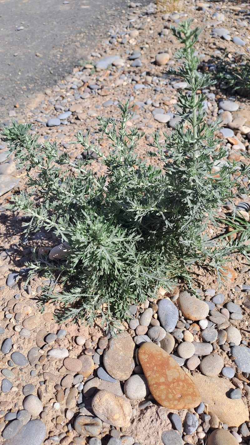 Artemisia ferganensis photo 6