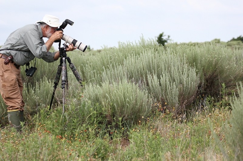 Sand Sagebrush photo 3
