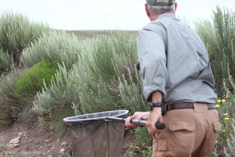 Sand Sagebrush photo 4