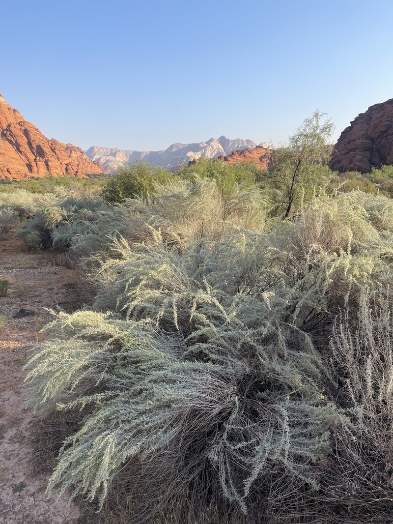 Sand Sagebrush photo 6