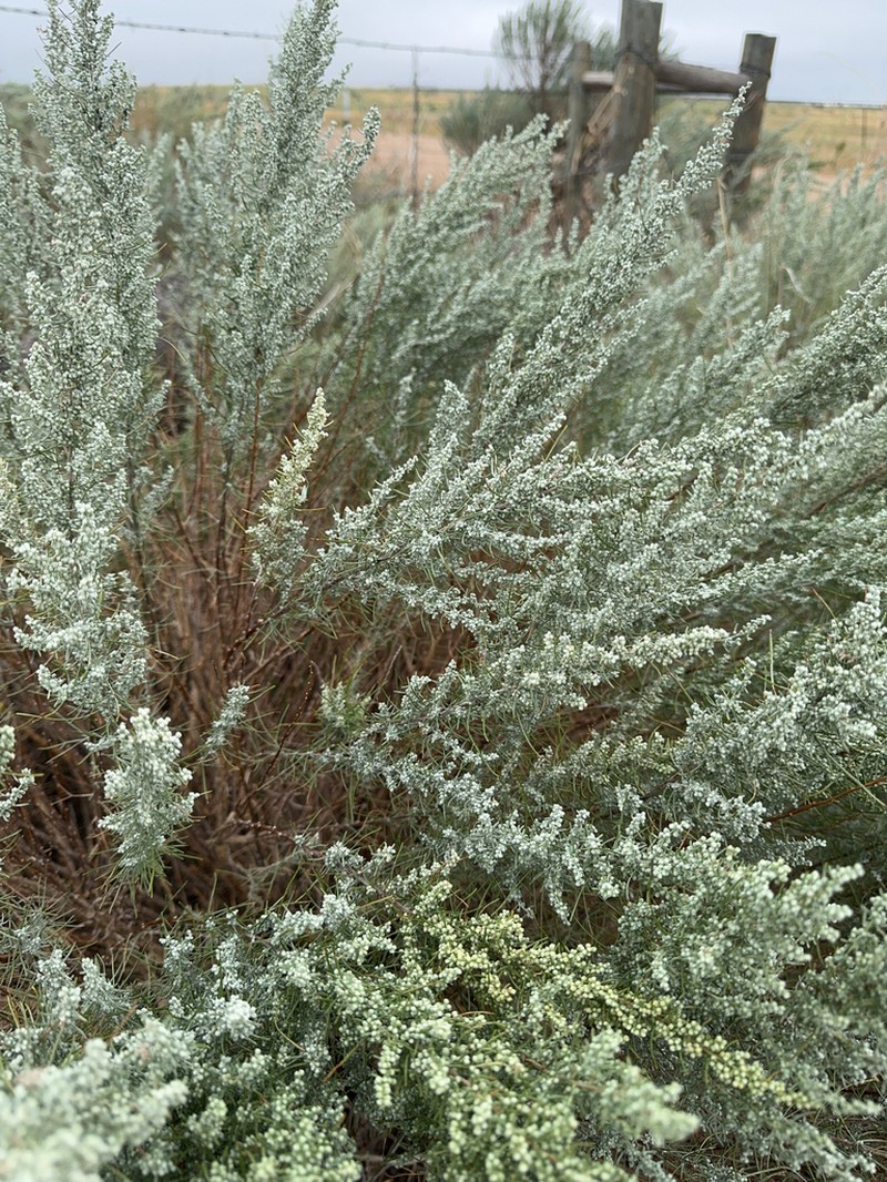 Sand Sagebrush photo 7