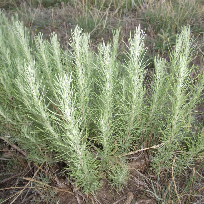 Sand Sagebrush photo 8