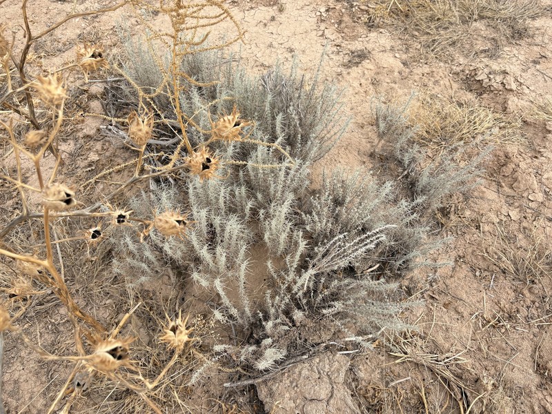 Artemisia filifoliata