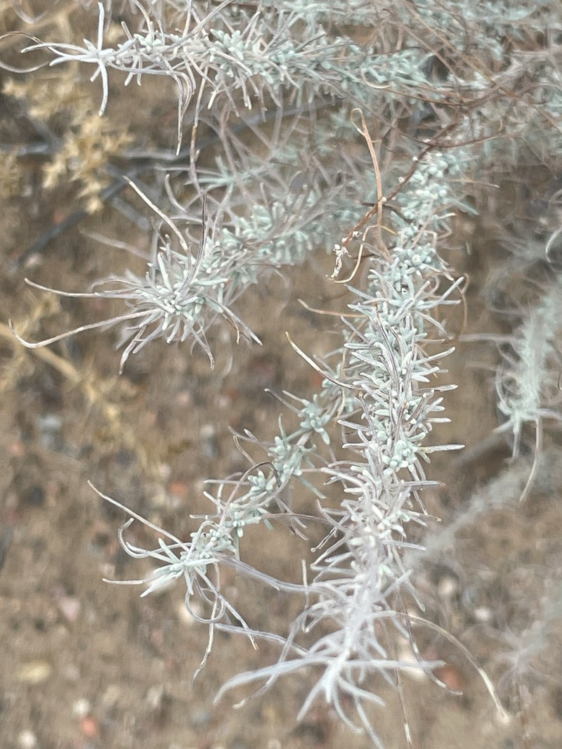 Artemisia filifoliata photo 3