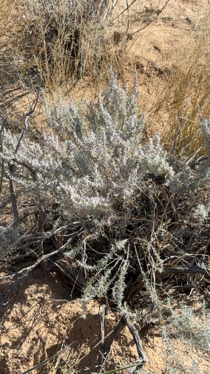 Artemisia filifoliata photo 4