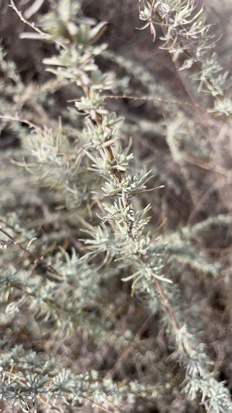 Artemisia filifoliata photo 6
