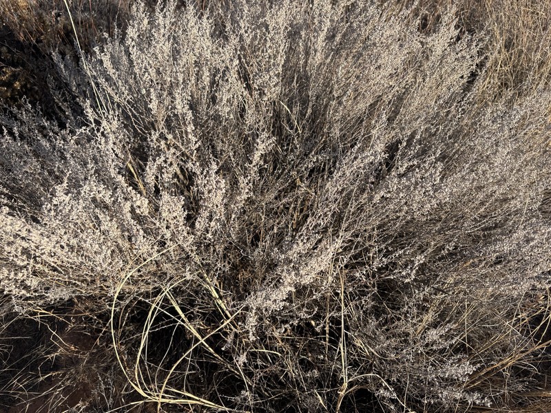Artemisia filifoliata photo 7