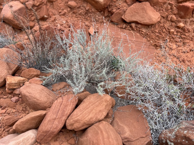 Artemisia filifoliata photo 8