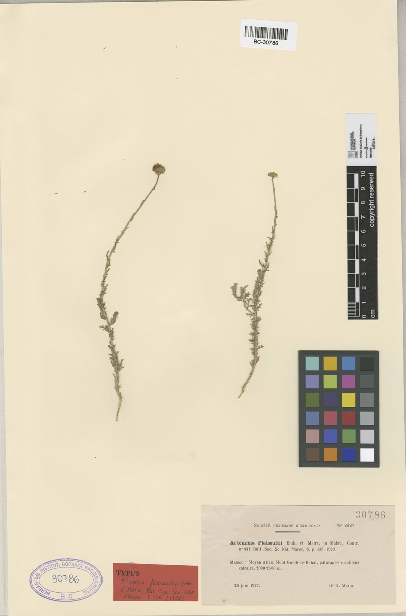Artemisia flahaultii