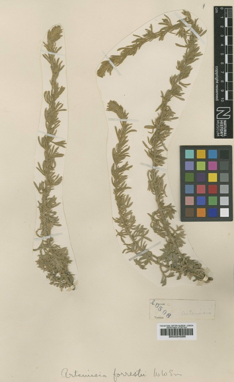 Artemisia forrestii