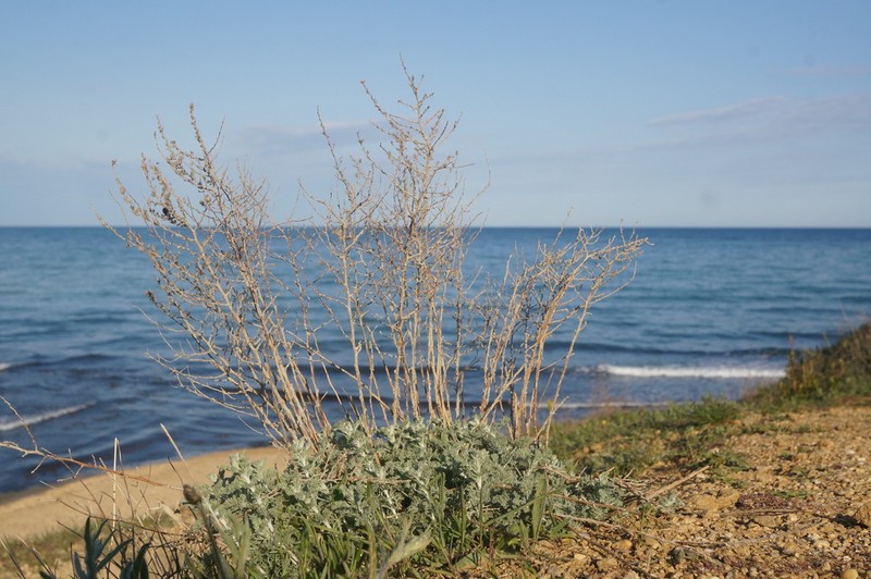 Artemisia fragrans