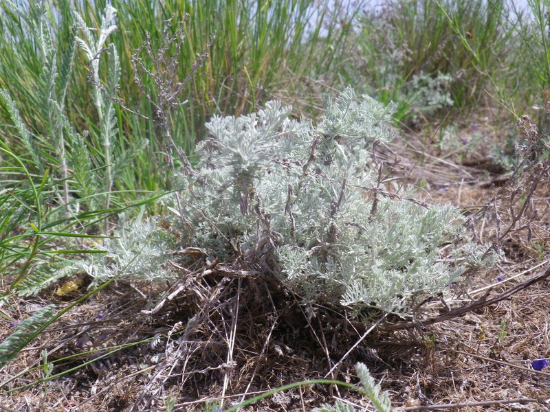 Artemisia fragrans photo 2