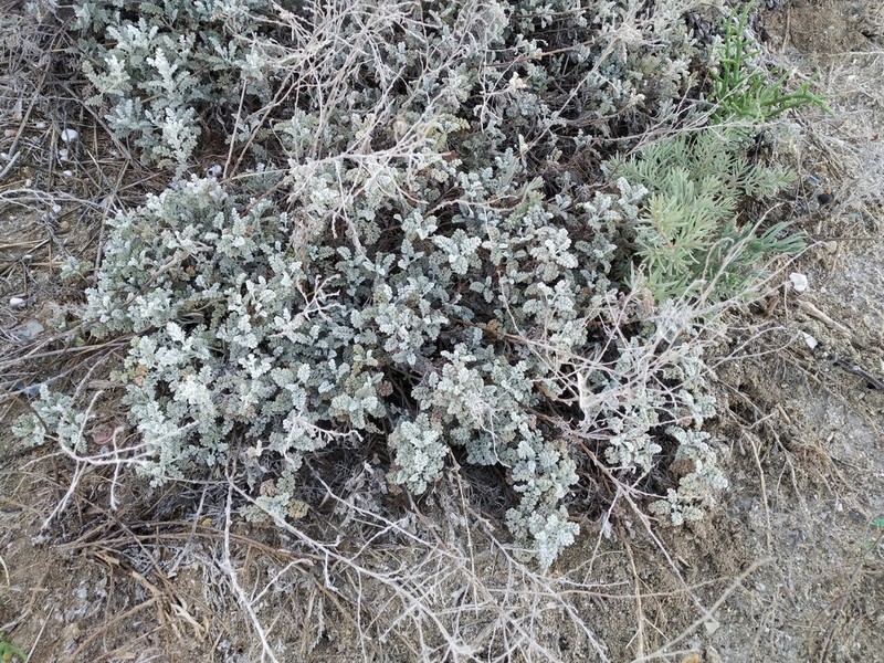 Artemisia fragrans photo 3