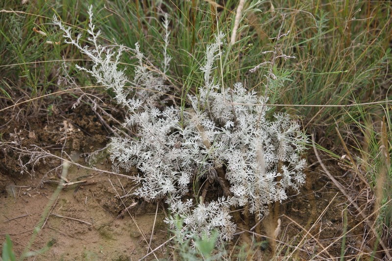 Artemisia fragrans photo 4