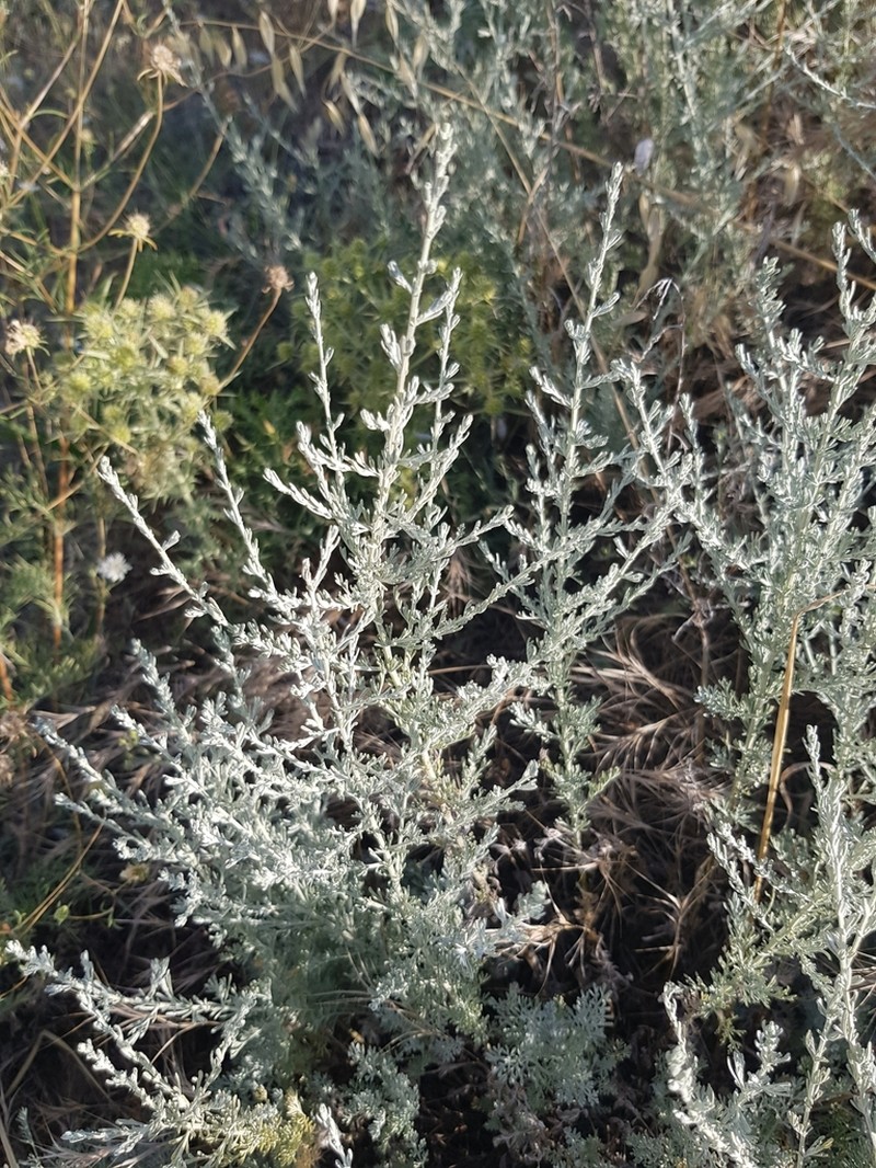 Artemisia fragrans photo 5