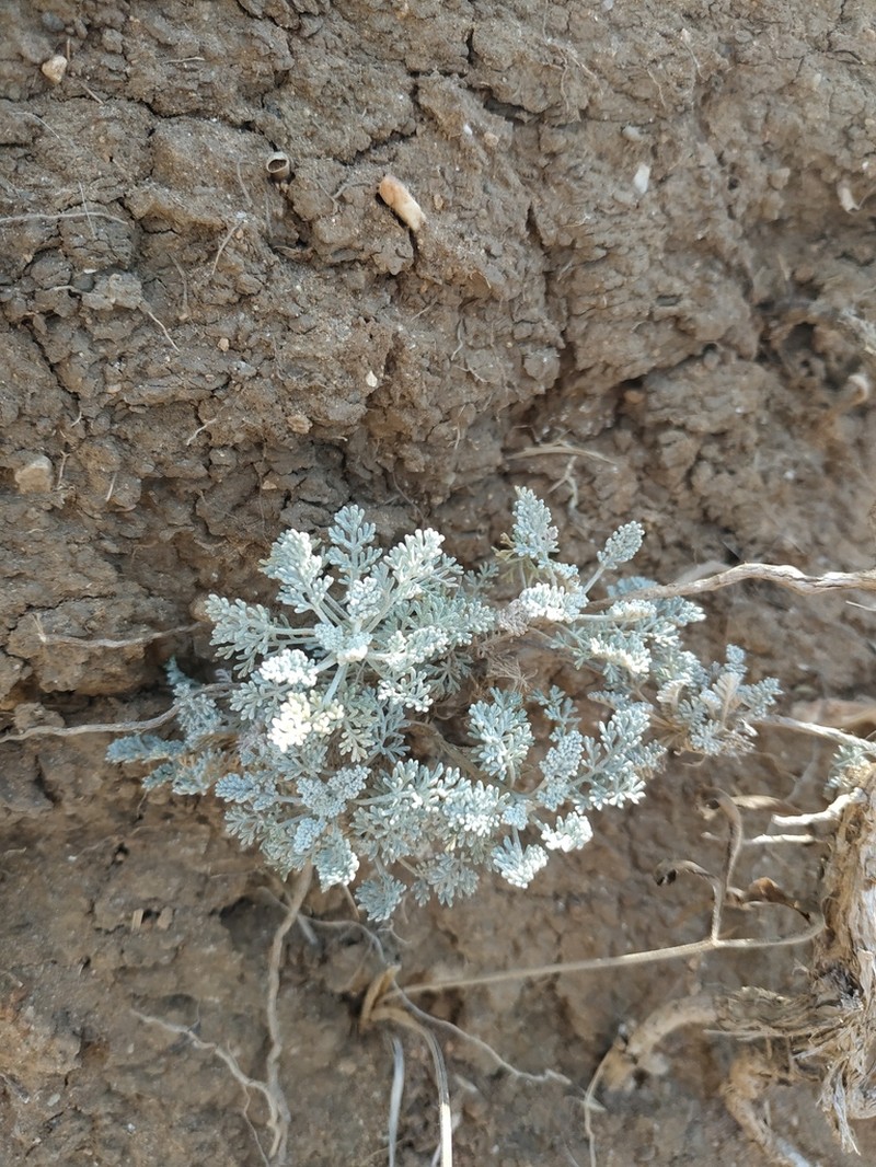 Artemisia fragrans photo 6