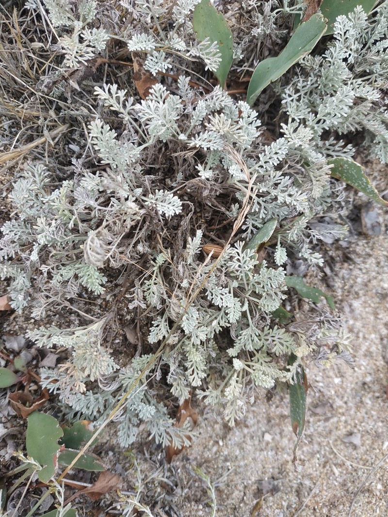 Artemisia fragrans photo 7