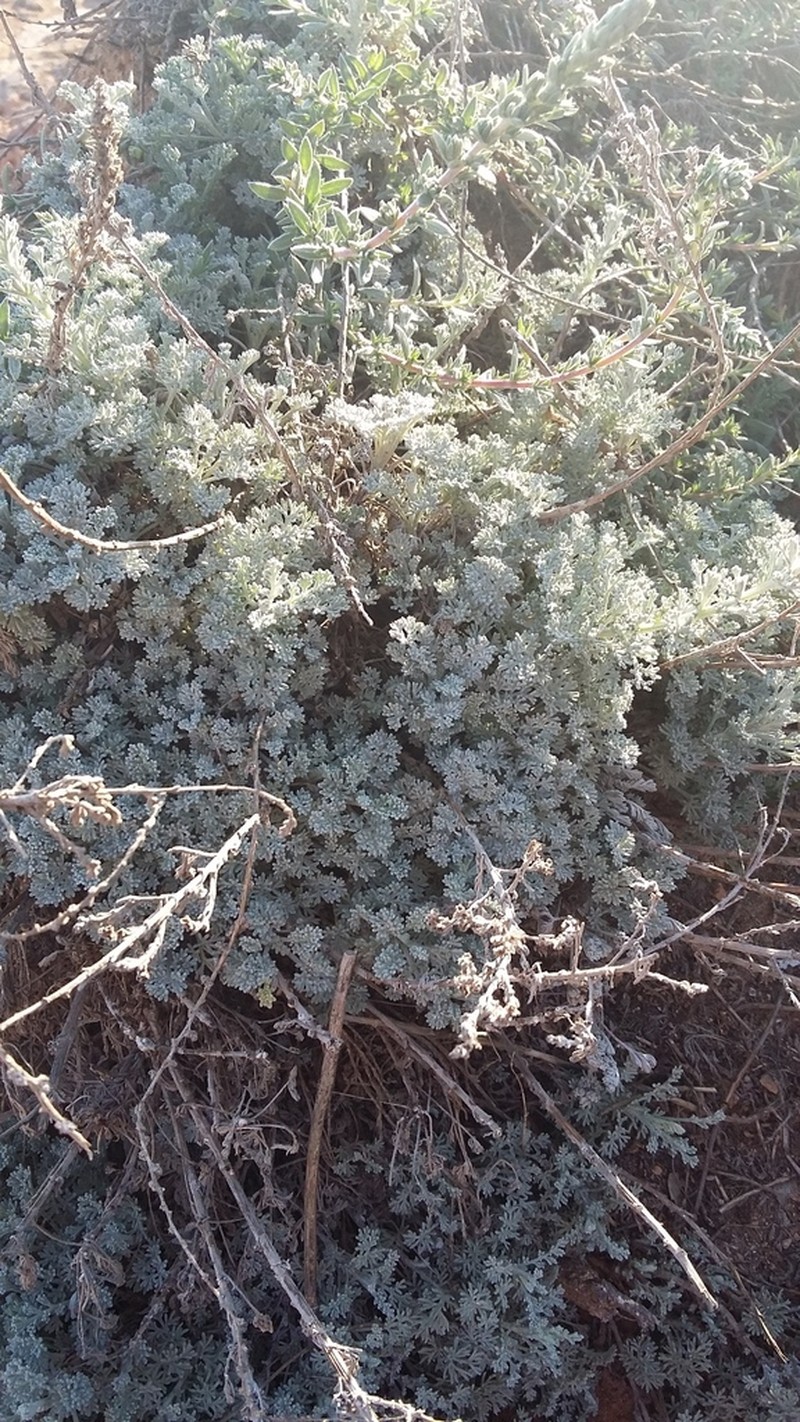 Artemisia fragrans photo 8