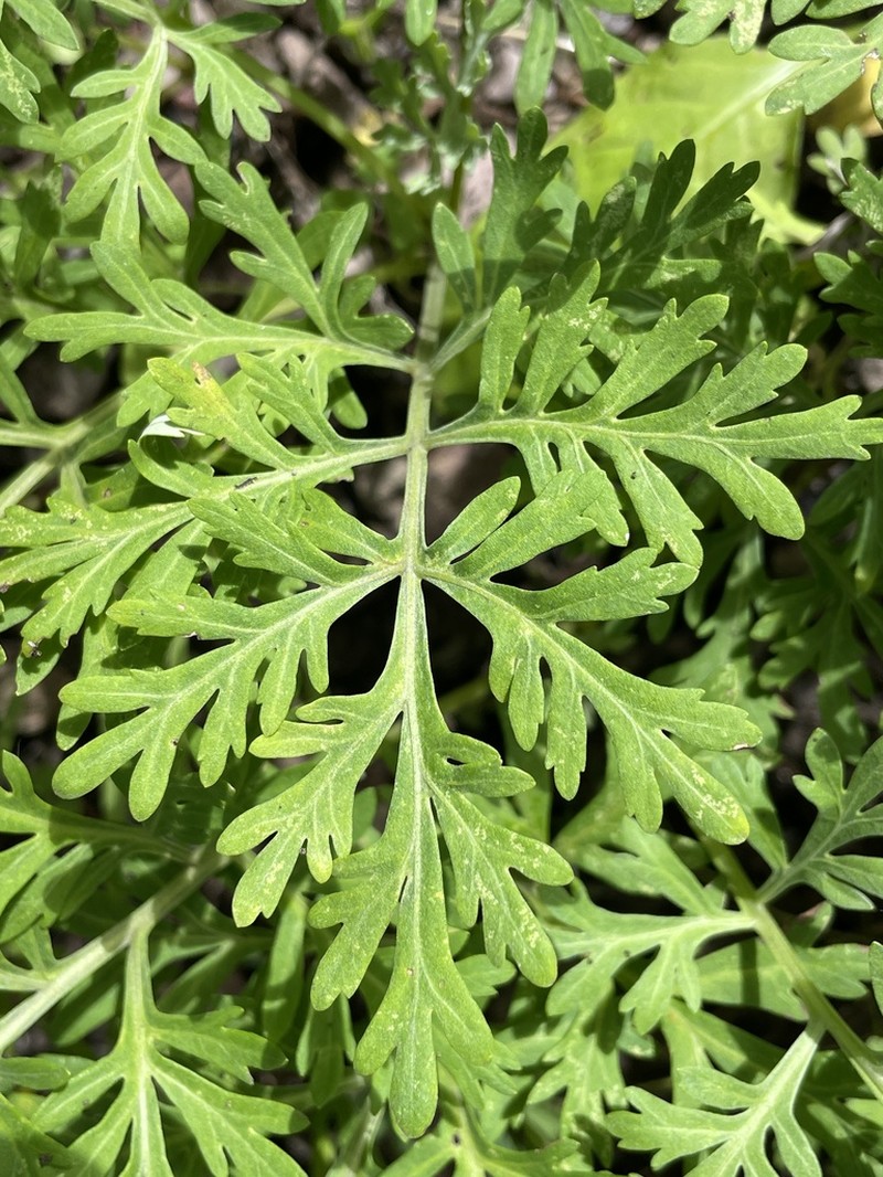 Ragweed Sagebrush photo 3