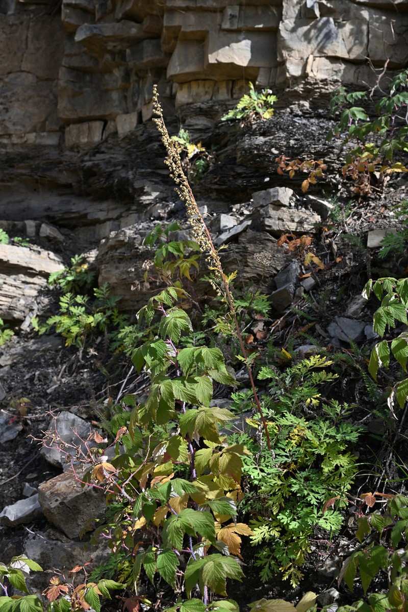Ragweed Sagebrush photo 4