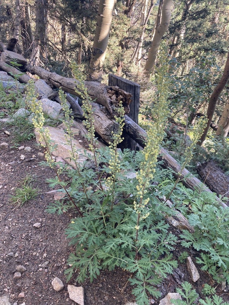 Ragweed Sagebrush photo 5