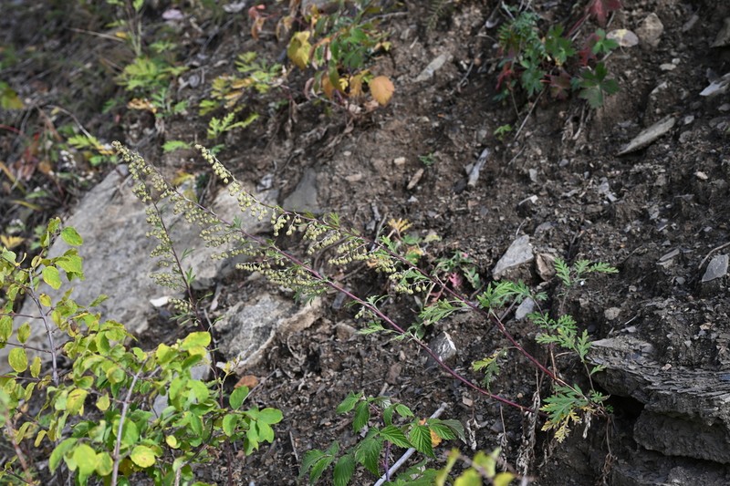Ragweed Sagebrush photo 6