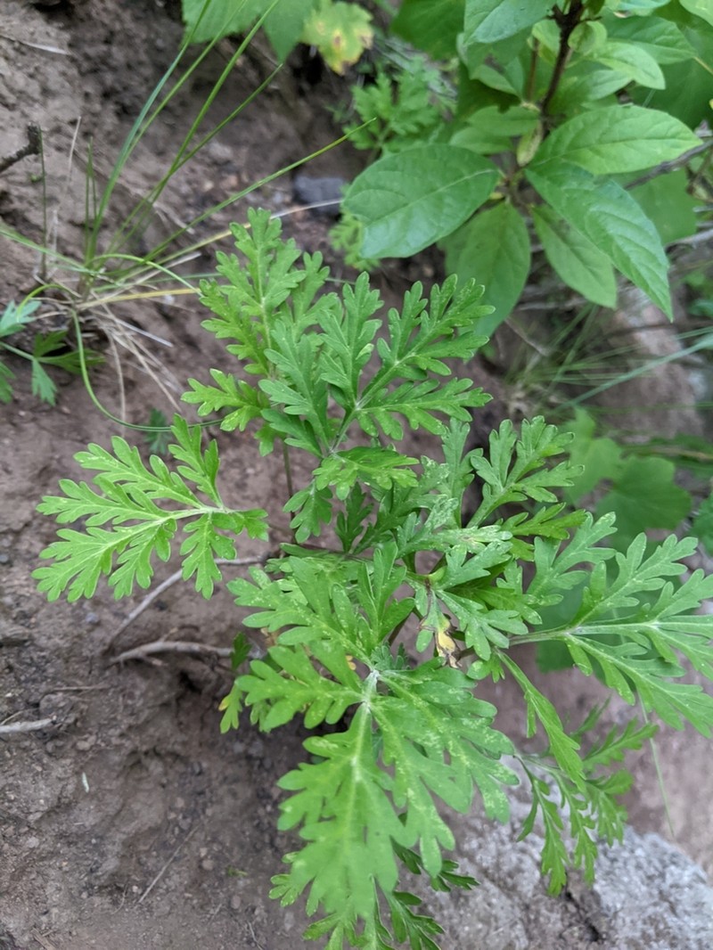 Ragweed Sagebrush photo 7