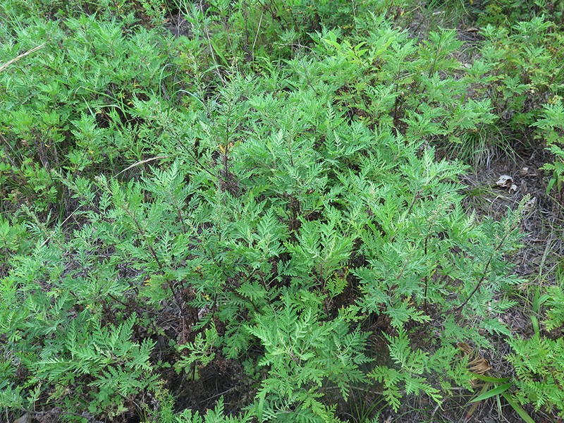 Artemisia freyniana