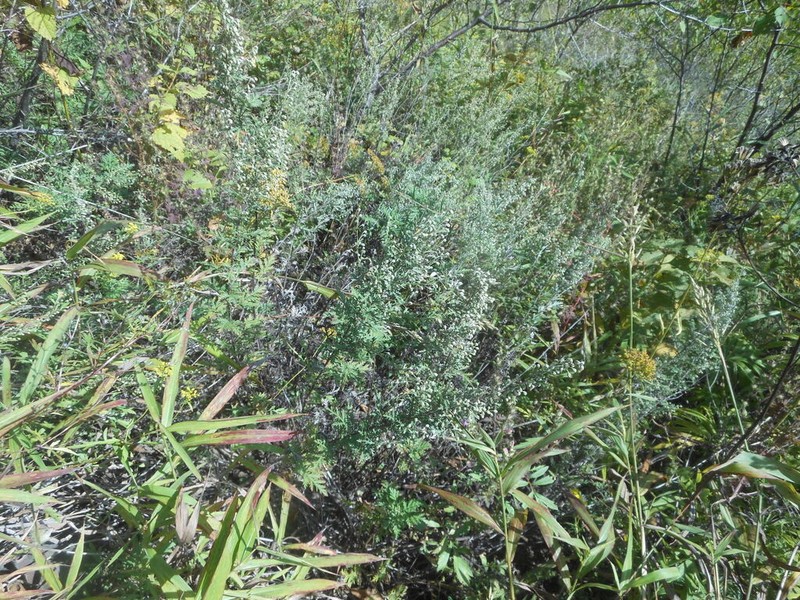 Artemisia freyniana photo 3