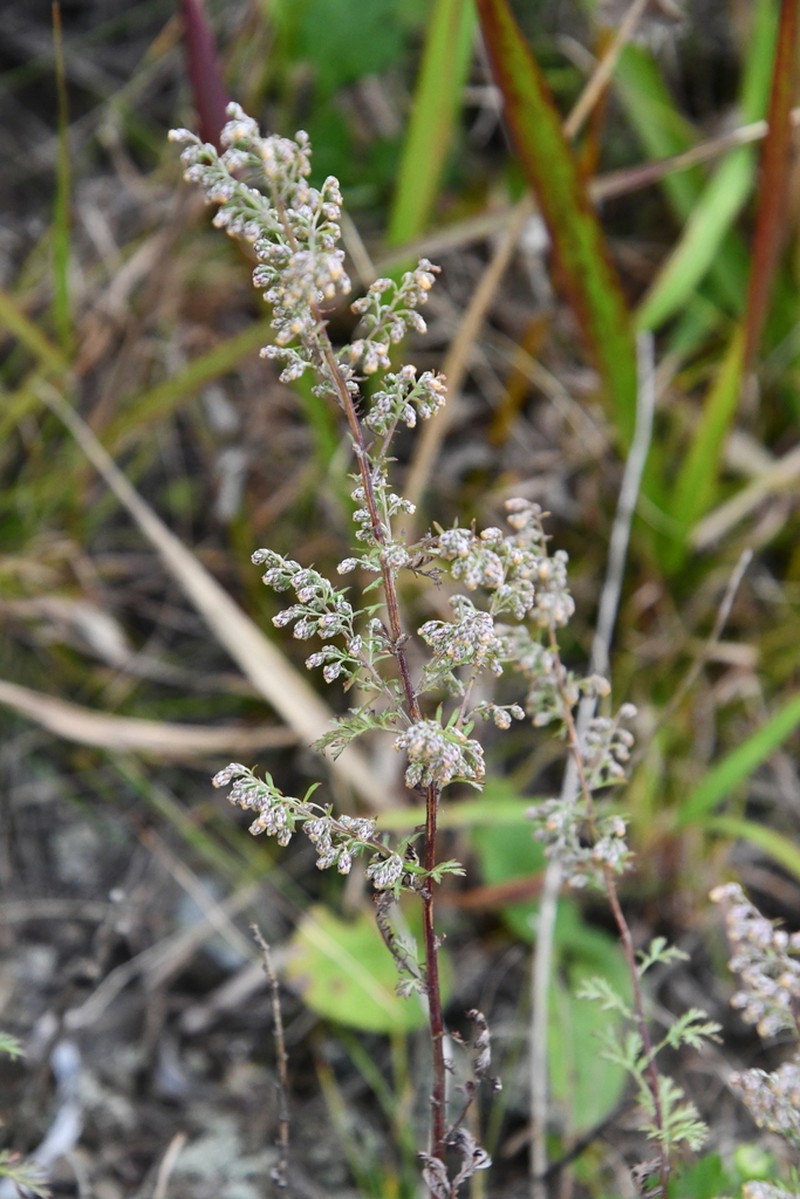 Artemisia freyniana photo 4