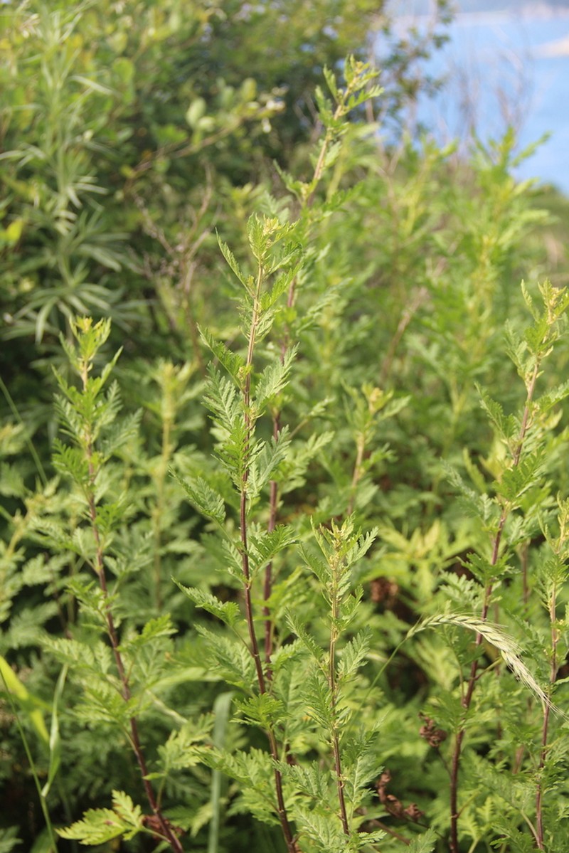 Artemisia freyniana photo 5