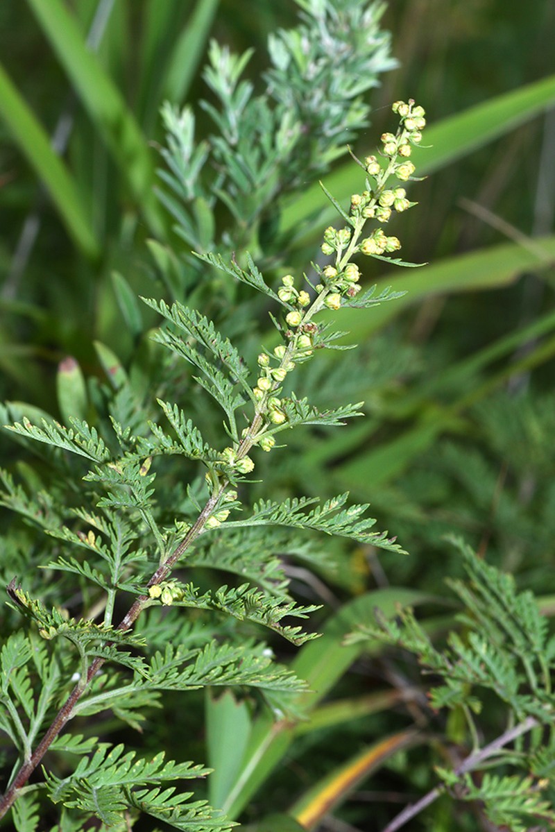 Artemisia freyniana photo 6