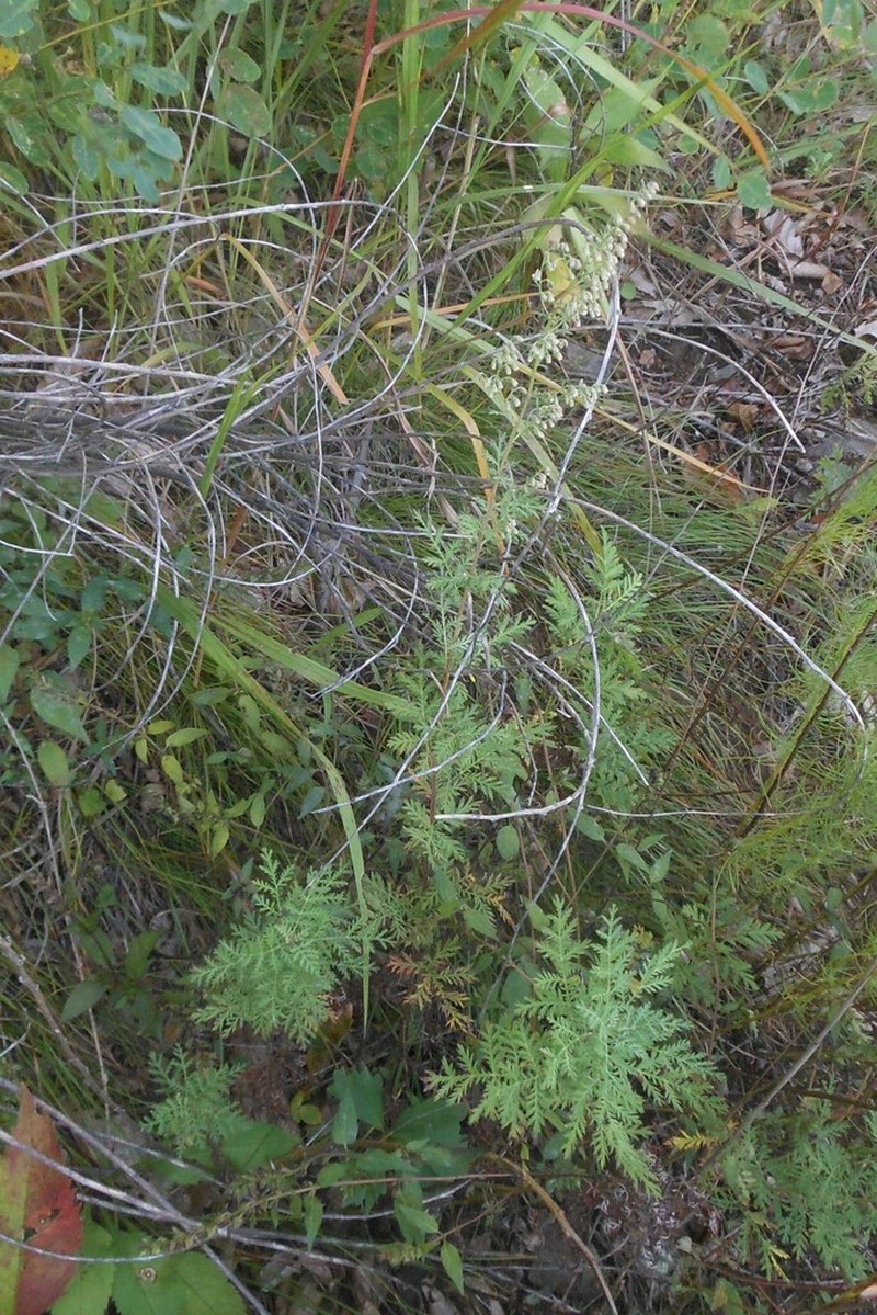 Artemisia freyniana photo 7
