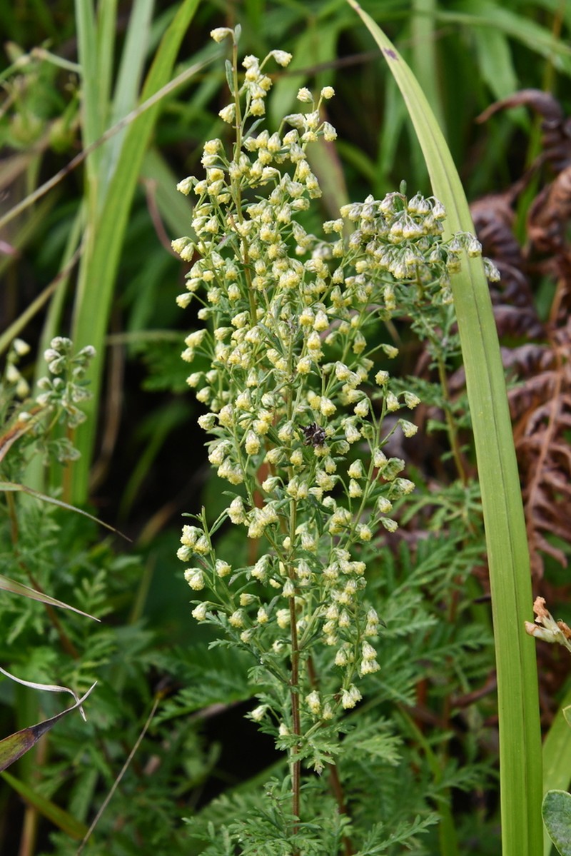 Artemisia freyniana photo 8