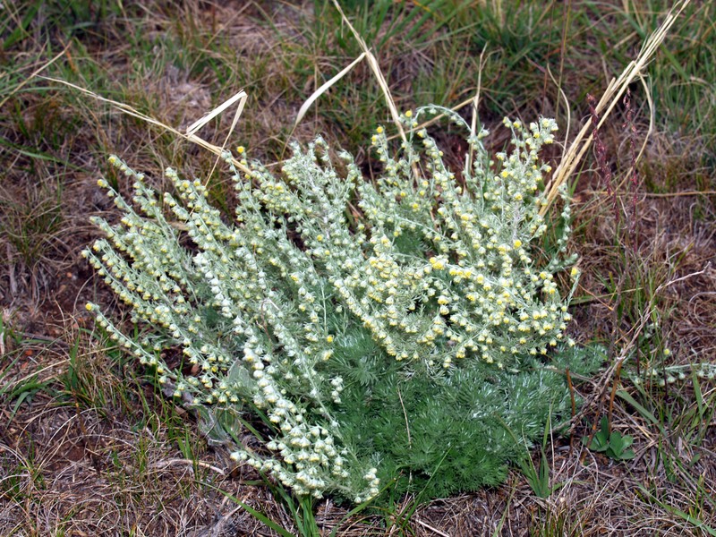 Prairie Sagewort