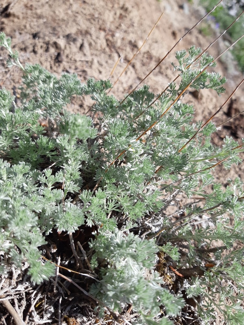 Prairie Sagewort photo 2