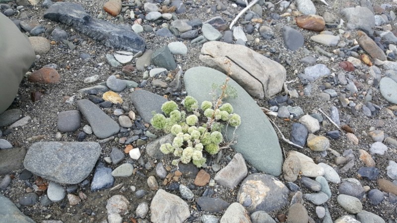 Prairie Sagewort photo 3