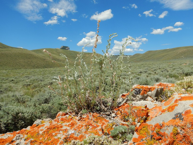 Prairie Sagewort photo 4