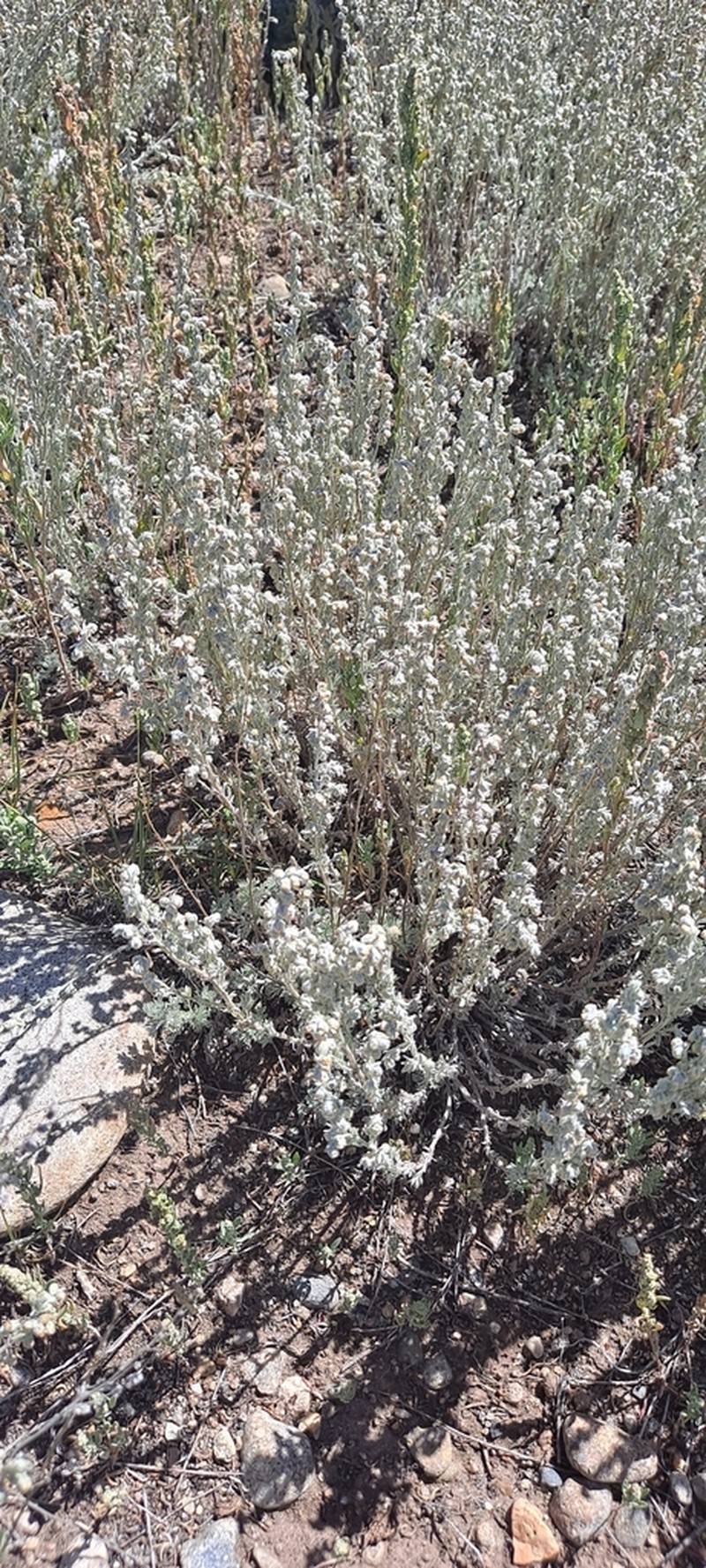 Prairie Sagewort photo 5