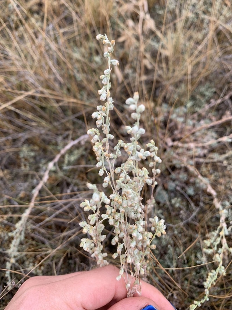 Prairie Sagewort photo 6