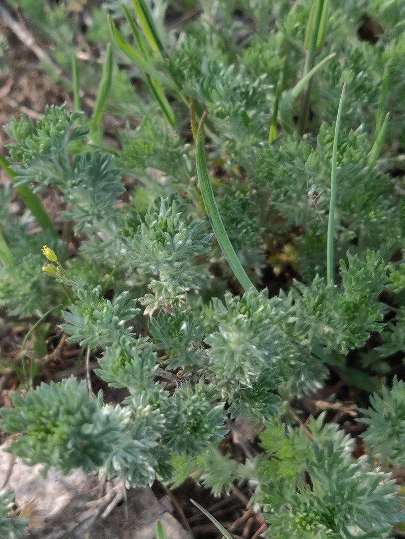 Prairie Sagewort photo 7