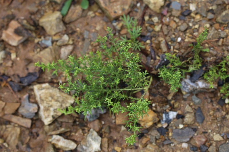 Artemisia fukudo photo 3