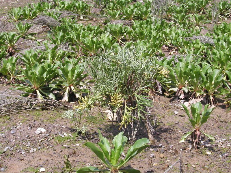 Artemisia fukudo photo 5