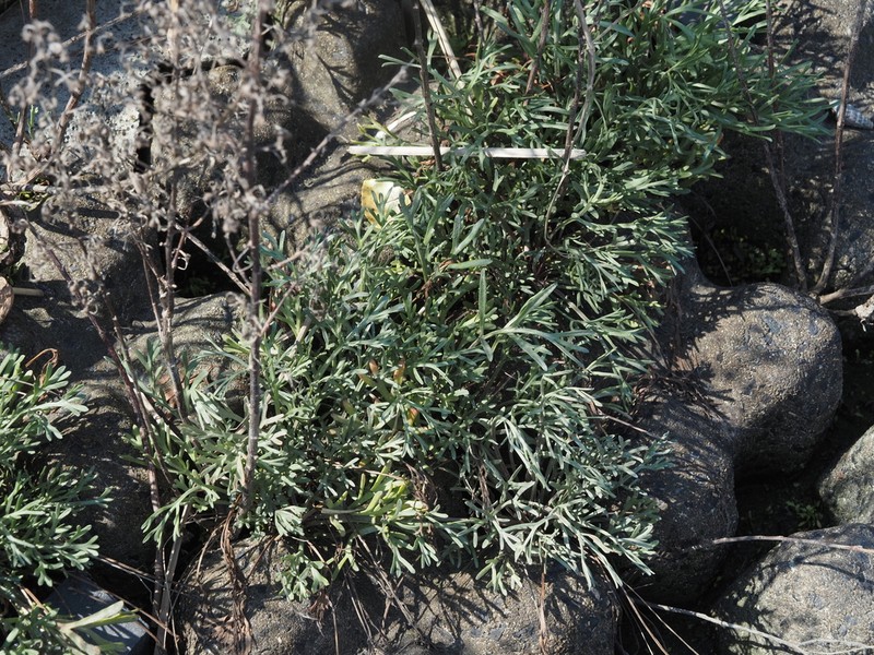 Artemisia fukudo photo 6