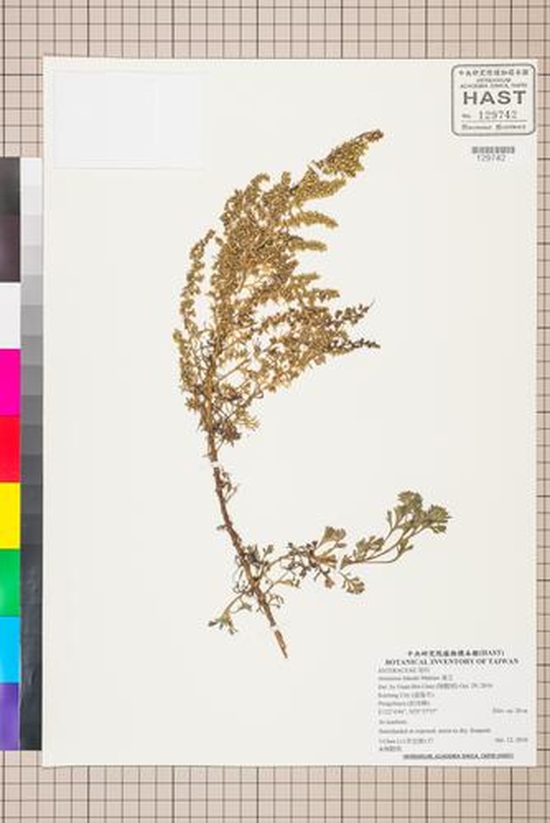 Artemisia fukudo photo 2