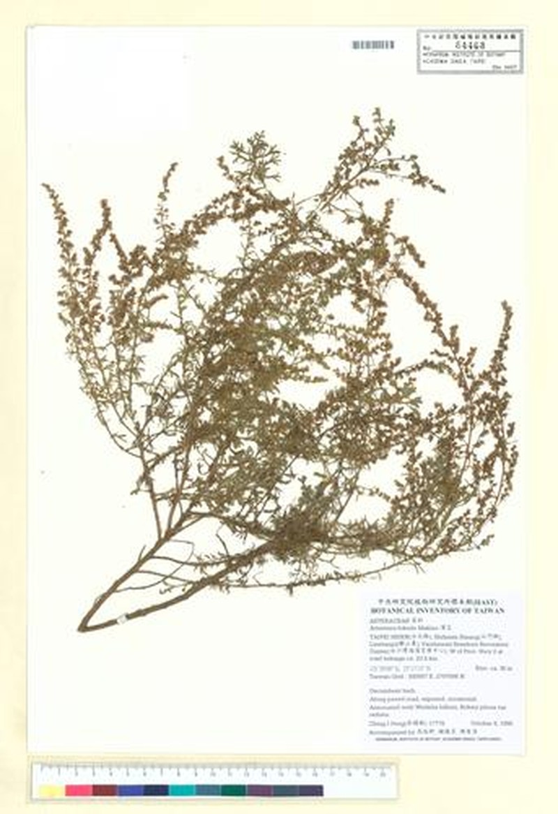 Artemisia fukudo photo 3
