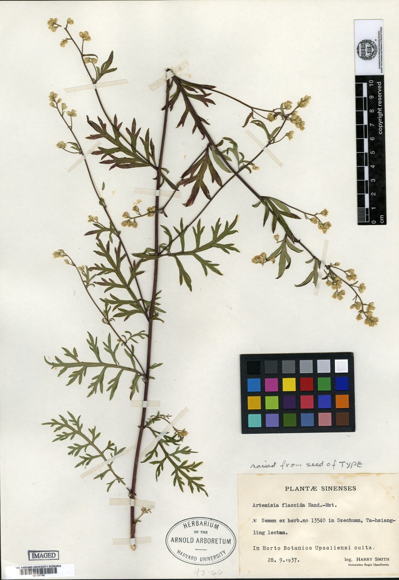 Artemisia fulgens