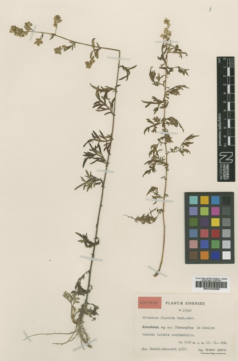 Artemisia fulgens photo 2