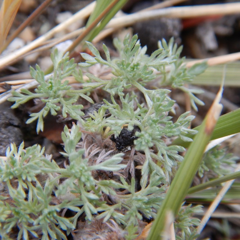 Forked Wormwood photo 2